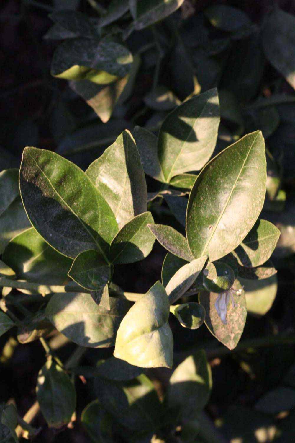              Sun leaves (Riverside, CA)       